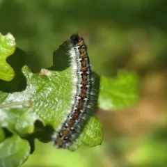 Pacific Tent Caterpillar thumbnail 4