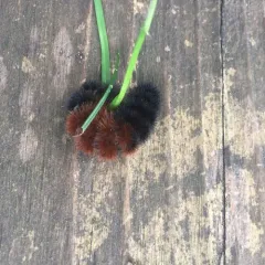 Isabella Tiger Moth thumbnail 2