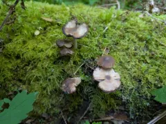 chestnut brittlestem thumbnail 3