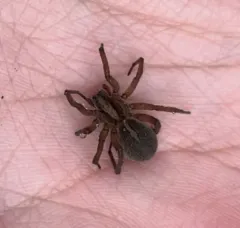 Ground wolf spider thumbnail 4
