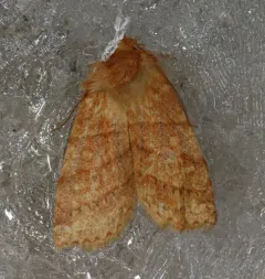 Pettit's Sallow thumbnail 4