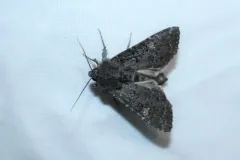 Melanapamea mixta thumbnail 1