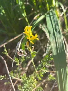 Smallflower Fumewort thumbnail 3