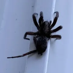 Mouse Spider thumbnail 2