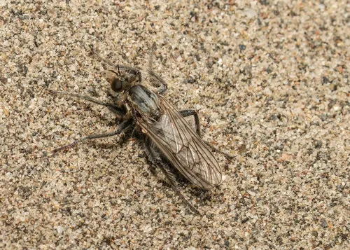 Lasiopogon albidus
