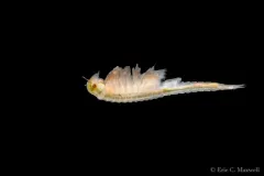 Ethologist Fairy Shrimp thumbnail 4