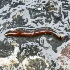 Bat star worm thumbnail 3