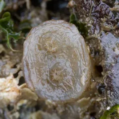 Disc-top Tunicate thumbnail 4