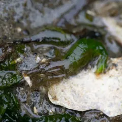 Red-banded Transparent Shrimp thumbnail 3