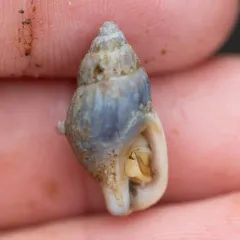 Wrinkled Amphissa thumbnail 4