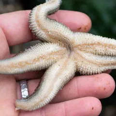 Frilled Commensal Scaleworm thumbnail 2