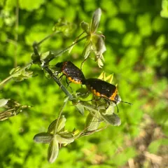 Cosmopepla uhleri thumbnail 3