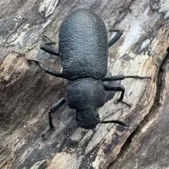 Serrated Darkling Beetle thumbnail 3