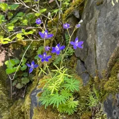 Rockslide Larkspur thumbnail 4