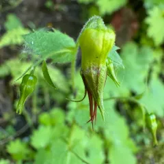 Oregon Bolandra thumbnail 4