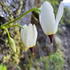 White Shootingstar thumbnail 3
