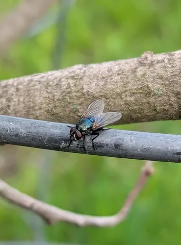 Eudasyphora cyanicolor
