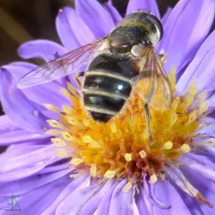 Eurasian Drone Fly thumbnail 2