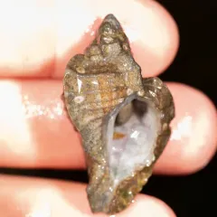 Leafy Hornmouth thumbnail 4
