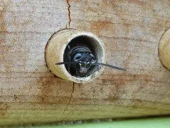 Trypoxylon tridentatum thumbnail 3