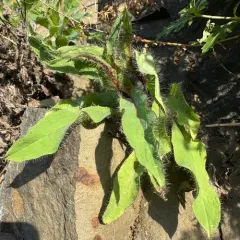 longbeard hawkweed thumbnail 4