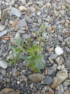 Boreal Sagebrush thumbnail 2