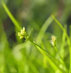 Peck's sedge thumbnail 2