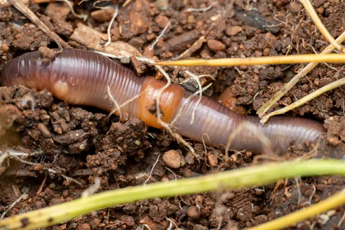 Ruddy Worm