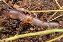 Ruddy Worm thumbnail 1