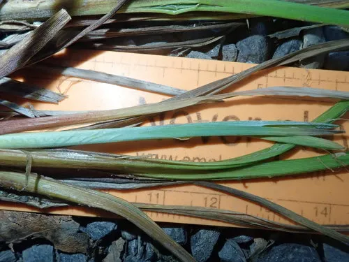 green-fruited sedge