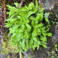 Gorge Fleabane thumbnail 2