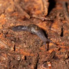Dromedary Jumping-slug thumbnail 4