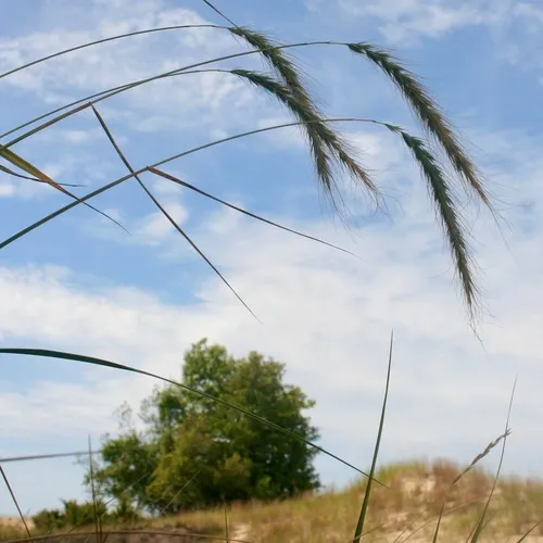 Canada wild rye