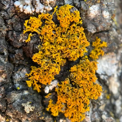 Bare-bottom Sunburst Lichen