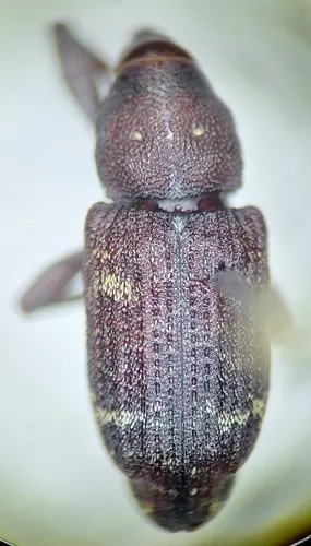 Pissodes fasciatus