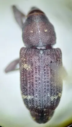 Pissodes fasciatus thumbnail 1