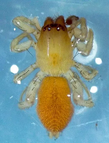 Clubiona quebecana