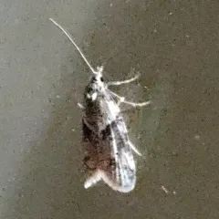 Lotisma trigonana thumbnail 2