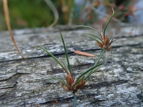 hair-leaved rush