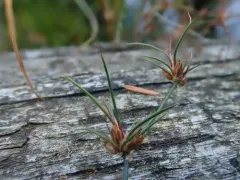 hair-leaved rush thumbnail 1