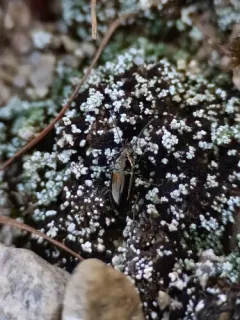 Bembidion nitidum thumbnail 2