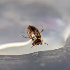 Liodessus obscurellus thumbnail 3