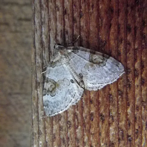 George's Carpet Moth