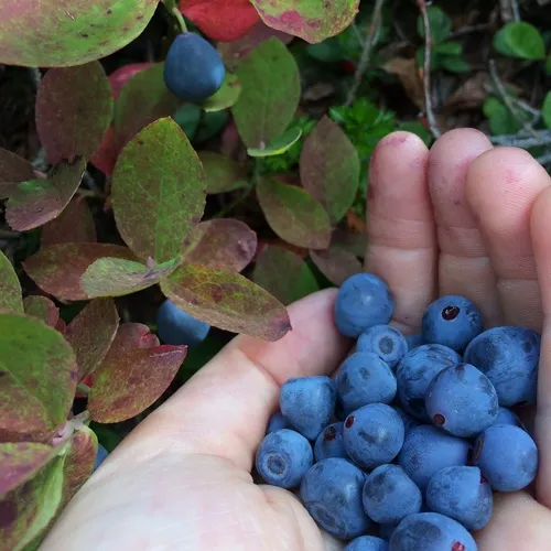Blue-leaved huckleberry
