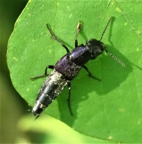 Platydracus violaceus