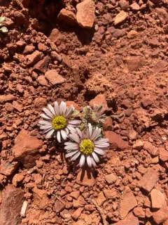 Hoary Townsend Daisy thumbnail 4