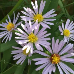 New York aster thumbnail 2
