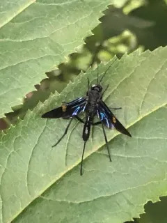 Pristaulacus fasciatus thumbnail 2