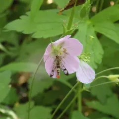 Maple Clearwing Moth thumbnail 4