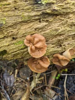 Pig's Ears thumbnail 3